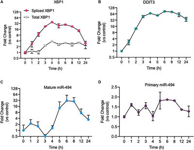 MicroRNA-494 Regulates Endoplasmic Reticulum Stress in Endothelial Cells